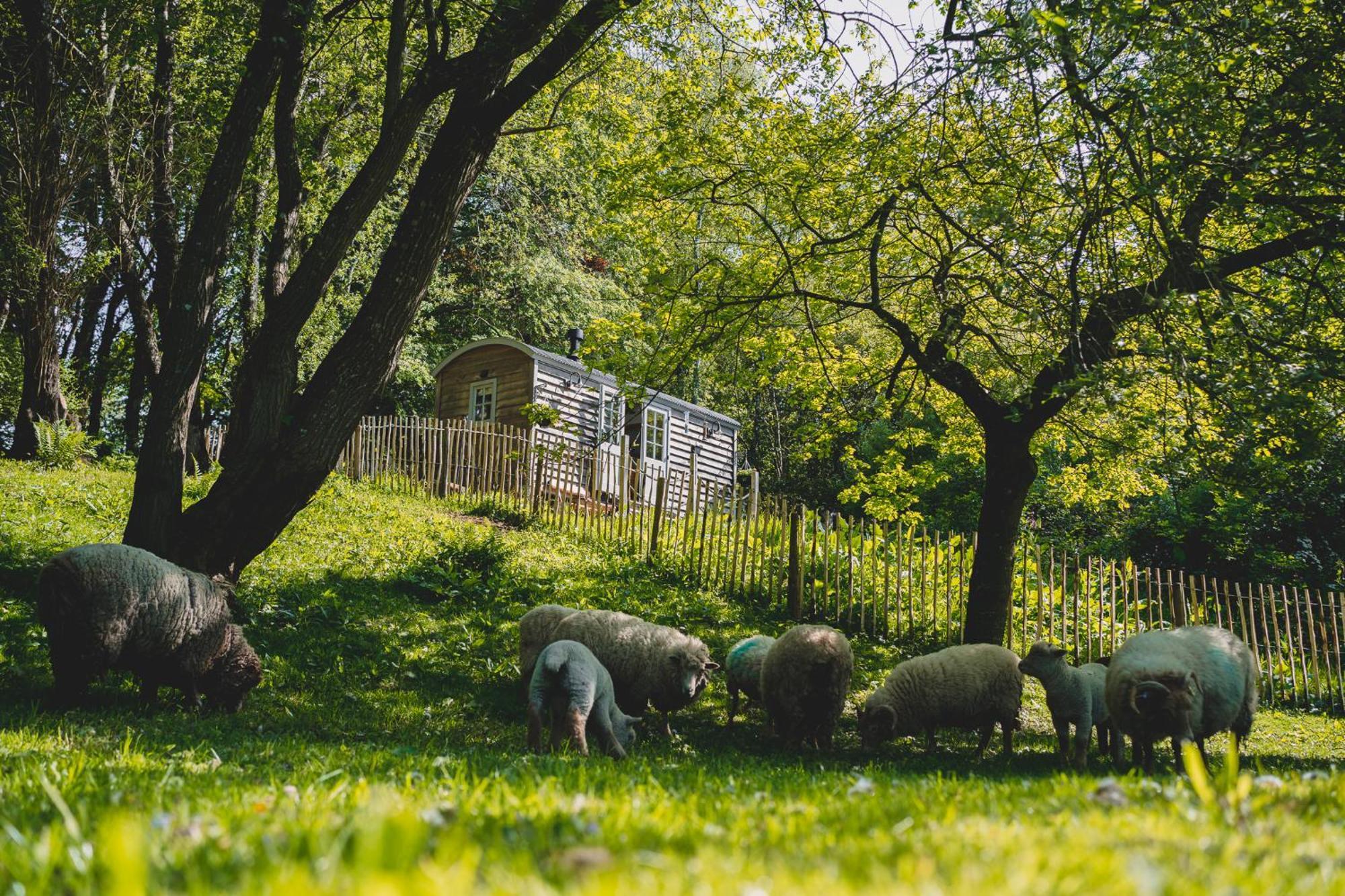 Somerset Shepherds Huts Winsham 외부 사진